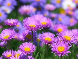 The CZ Aster Pump: Why It Pumped and If You Should Even Care